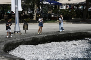 Grèce : le golfe de Volos face à une nouvelle catastrophe écologique, envahi par des poissons morts