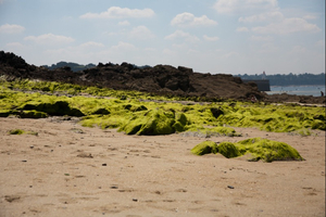 Algues vertes: une moindre prolifération en Bretagne cet été