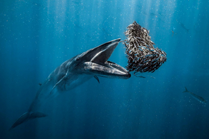 Ocean Photographer of the Year 2024 : découvrez les lauréats et les plus belles photos !