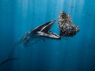 Ocean Photographer of the Year 2024 :...