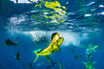 Nautisme Article