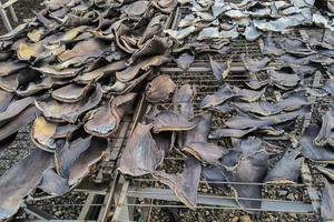 La police péruvienne saisit 1,3 tonne d'ailerons de requin destinés à l'Asie