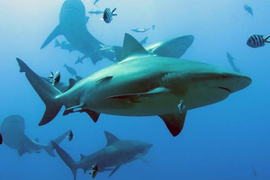 Espagne : une Allemande meurt après une attaque de requin au large des Canaries