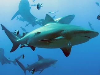 Espagne : une Allemande meurt après une...