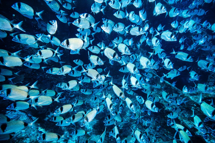 Vie foisonnante sur le Donator Vie foisonnante sur le Donator