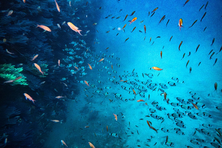 Bancs de poissons : sars, castagnoles...