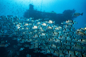 L'Épave du Donator : un joyau de la plongée en Méditerranée