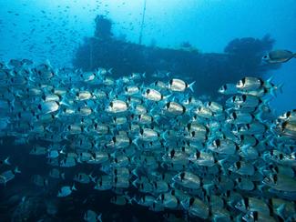 L'Épave du Donator : un joyau de la plongée en...