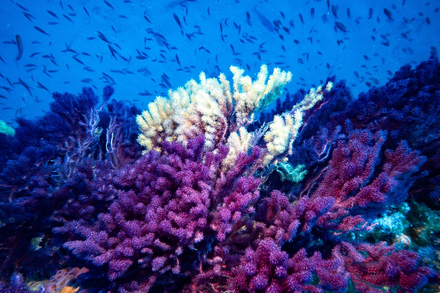 Gorgones rouges et jaunes