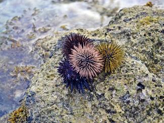 Pêches aux oursins : rappel des restrictions...