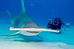 Découverte d'une nouvelle espèce de requin-marteau dans les eaux beliziennes