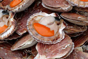 La coquille Saint-Jacques française bat de nouveaux records d'abondance