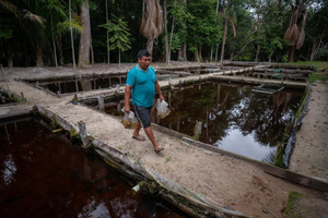Cette région de Colombie approvisionne les aquariums du monde entier