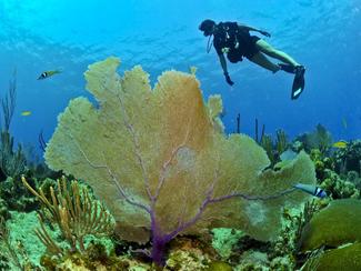 Plongée sous-marine : l’aventure à portée de...