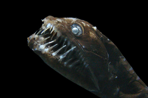 Au cœur des abysses... rencontre avec ces monstres marins des profondeurs