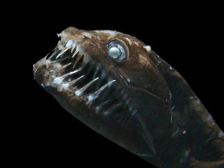 Au cœur des abysses... rencontre avec ces...