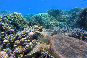 Aires Marines Protégées : remparts essentiels de la biodiversité en France