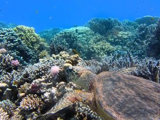 Aires Marines Protégées : remparts essentiels...