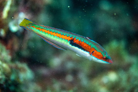 Girelle commune Girelle commune