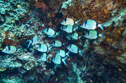 Banc de sars a tetes noires Banc de sars a tetes noires