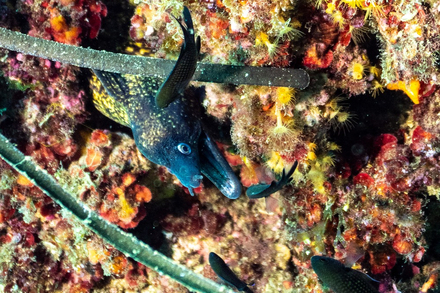 Tete de murene emergeant d'un trou.