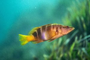 Les merveilles cachées de la Méditerranée : voyage au cœur de la faune sous-marine