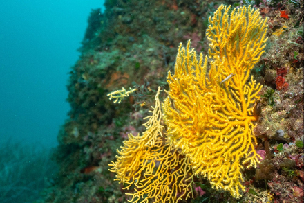 Gorgones jaunes