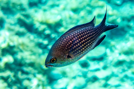 Castagnole Castagnole