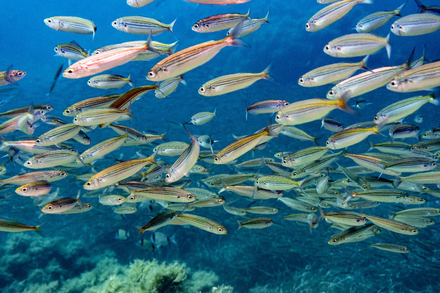 Banc de bogues Banc de bogues