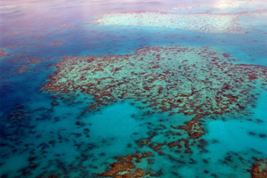 Australie : mortalité record du corail dans une partie de la Grande Barrière