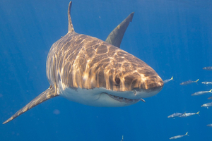Un grand requin blanc observé près de Porquerolles