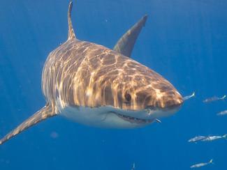 Un grand requin blanc observé près de Porquerolles