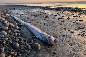 Échouages inhabituels du « poisson de l’apocalypse » sur une plage de Californie