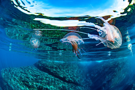Nautisme Article
