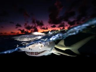 Le Festival Galathea : une plongée au cœur du...