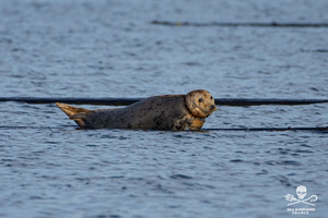 Sauvons le phoque Hopewell : un appel à la solidarité pour un jeune phoque en danger
