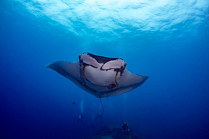 Selon une étude, les populations de requins et de raies ont diminué de moitié en 50 ans