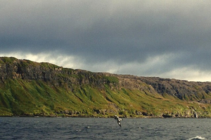 Kerguelen : un joyau austral à découvrir