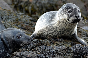 Phoques, otaries et lions de mer, quelles différences ?