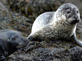 Phoques, otaries et lions de mer, quelles...