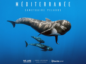 Greg Lecoeur : plongée au cœur de la Méditerranée, entre biodiversité et préservation