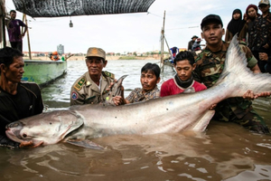 Six poissons-chats géants rares font surface au Cambodge