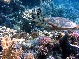Où plonger avec les créatures marines fascinantes