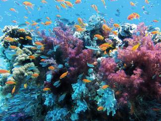 Le défi des coraux : comment contrer le...