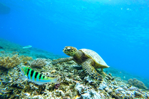 La migration des tortues marines : un spectacle naturel à ne pas manquer