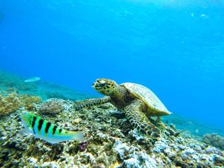La migration des tortues marines : un...