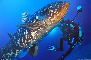 Le cœlacanthe : un voyage dans le temps à la rencontre du poisson fossile vivant