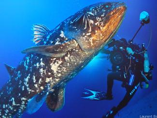 Le cœlacanthe : un voyage dans le temps à la...