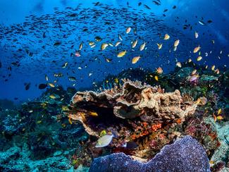 Les espèces marines menacées : un miroir de la...