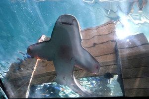 Des requins léopards inséminés en Australie pour préserver la diversité